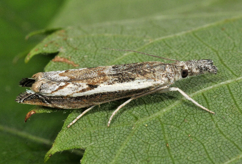 Crambidae - Platytes alpinella